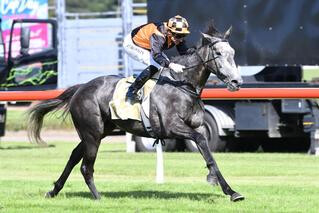 Danzdanzdance racing away to victory in the G1 feature at Trentham. Photo Cred: Race Images PNth. 